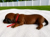 boy 1, a male Miniature Dachshund for sale in Jacksonville, FL – 1 of 2