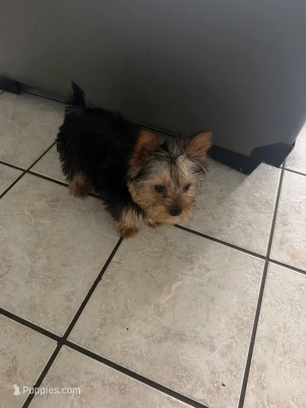 Buster – Yorkshire Terrier puppy for sale in Springdale, AR