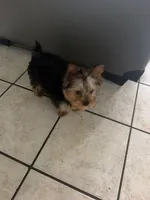 Buster, a male Yorkshire Terrier for sale in Springdale, AR – 1 of 1
