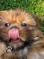 Emerald Eyed Girl, a female Shih Tzu for sale in Seaman, OH – 2 of 6