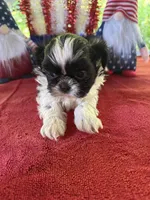 Girl puppy 1 , a female Shih Tzu for sale in Seaman, OH – 3 of 3