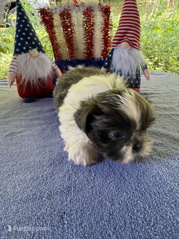 Boy puppy 1  – Shih Tzu puppy for sale in Seaman, OH