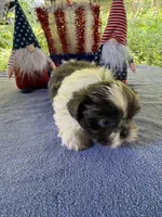 Boy puppy 1 , a male Shih Tzu for sale in Seaman, OH – 1 of 2