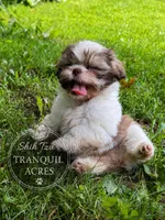 Brown & White Girl, a female Shih Tzu for sale in Seaman, OH – 3 of 8