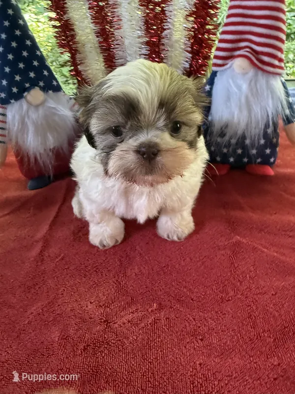 Girl Puppy 2 – Shih Tzu puppy for sale in Seaman, OH
