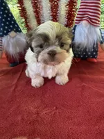 Girl Puppy 2, a female Shih Tzu for sale in Seaman, OH – 1 of 4