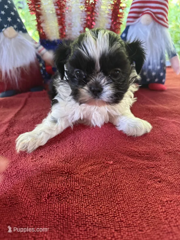 Girl puppy 1  – Shih Tzu puppy for sale in Seaman, OH