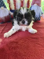 Girl puppy 1 , a female Shih Tzu for sale in Seaman, OH – 1 of 3