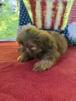 Girl puppy 1, a female Shih Tzu for sale in Seaman, OH – 2 of 2