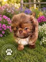 Emerald Eyed Girl, a female Shih Tzu for sale in Seaman, OH – 1 of 6