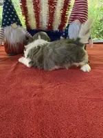 Girl puppy 2 , a female Shih Tzu for sale in Seaman, OH – 3 of 3