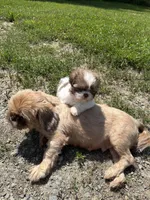 Boy puppy 2 , a male Shih Tzu for sale in Seaman, OH – 5 of 5