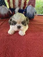 Girl puppy 2 , a female Shih Tzu for sale in Seaman, OH – 2 of 3
