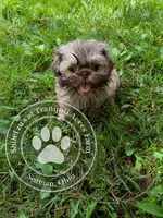 Teddy Bear Boy, a male Shih Tzu for sale in Seaman, OH – 3 of 4