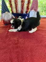 Girl puppy 1 , a female Shih Tzu for sale in Seaman, OH – 2 of 3