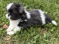 Boy puppy 1 , a male Shih Tzu for sale in Seaman, OH – 3 of 4