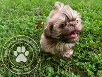 Teddy Bear Boy, a male Shih Tzu for sale in Seaman, OH – 2 of 4