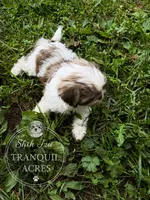 Brown & White Girl, a female Shih Tzu for sale in Seaman, OH – 4 of 8