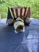 Boy puppy 2 , a male Shih Tzu for sale in Seaman, OH – 2 of 5