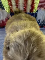 Boy puppy 1, a male Shih Tzu for sale in Seaman, OH – 2 of 2