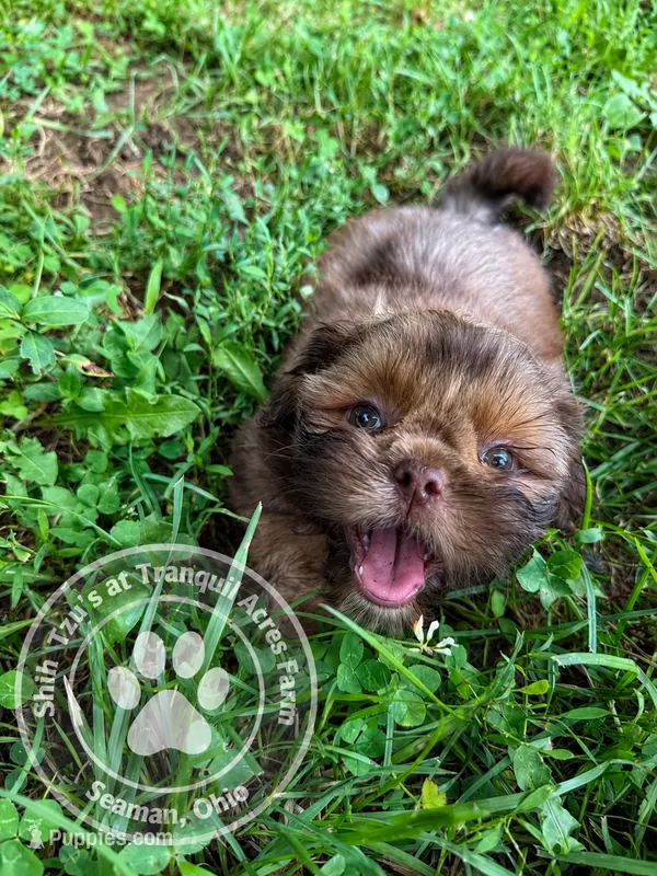 Boy puppy 3 – Shih Tzu puppy for sale in Seaman, OH
