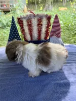 Boy puppy 2 , a male Shih Tzu for sale in Seaman, OH – 4 of 5