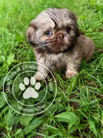 Teddy Bear Boy, a male Shih Tzu for sale in Seaman, OH – 4 of 4