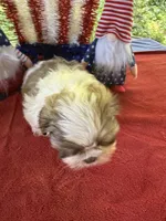 Girl Puppy 2, a female Shih Tzu for sale in Seaman, OH – 2 of 4