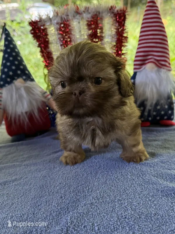 Boy puppy 1 – Shih Tzu puppy for sale in Seaman, OH