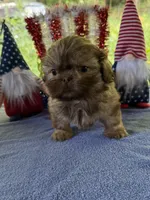 Boy puppy 1, a male Shih Tzu for sale in Seaman, OH – 1 of 2