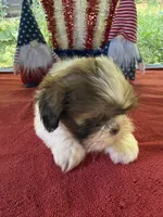 Girl puppy 3, a female Shih Tzu for sale in Seaman, OH – 2 of 4