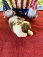 Girl puppy 3, a female Shih Tzu for sale in Seaman, OH – 4 of 4