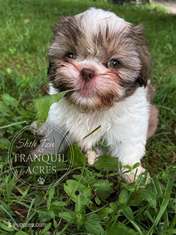 Girl Puppy 2 – Shih Tzu puppy for sale in Seaman, OH