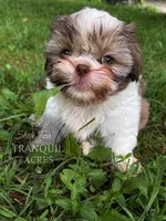 Brown & White Girl, a female Shih Tzu for sale in Seaman, OH – 2 of 8