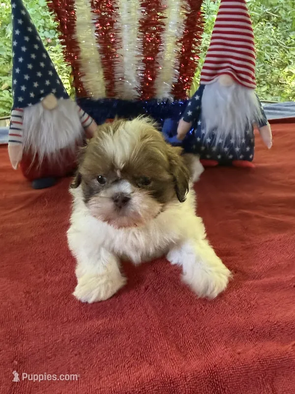 Girl puppy 3 – Shih Tzu puppy for sale in Seaman, OH