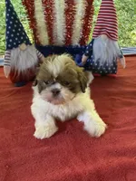 Girl puppy 3, a female Shih Tzu for sale in Seaman, OH – 1 of 4