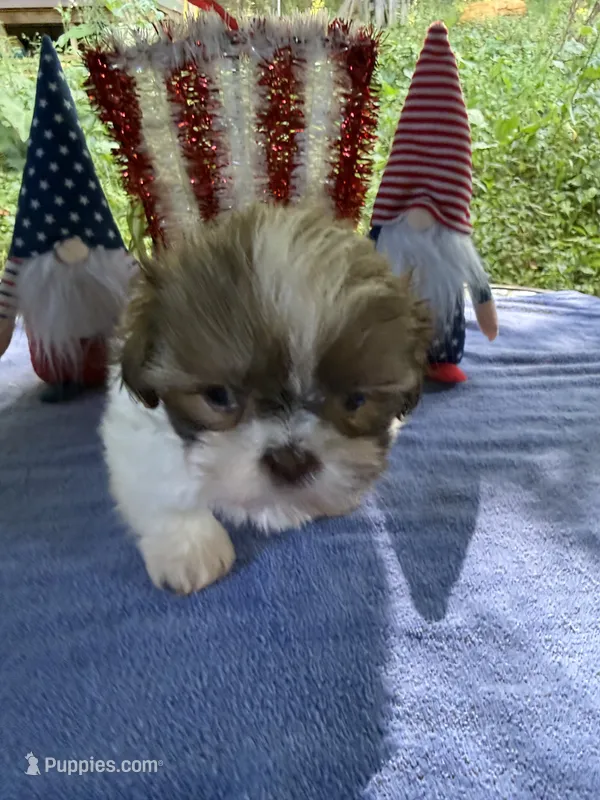 Boy puppy 2  – Shih Tzu puppy for sale in Seaman, OH