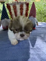 Boy puppy 2 , a male Shih Tzu for sale in Seaman, OH – 1 of 5