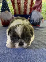 Boy puppy 1 , a male Shih Tzu for sale in Seaman, OH – 2 of 2