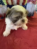 Girl Puppy 2, a female Shih Tzu for sale in Seaman, OH – 3 of 4