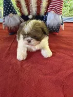 Girl puppy 3, a female Shih Tzu for sale in Seaman, OH – 3 of 4