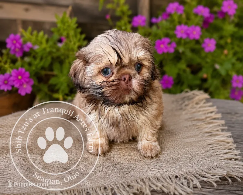 Teddy Bear Boy – Shih Tzu puppy for sale in Seaman, OH