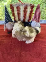 Girl Puppy 2, a female Shih Tzu for sale in Seaman, OH – 4 of 4
