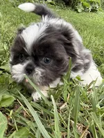 Boy puppy 1 , a male Shih Tzu for sale in Seaman, OH – 4 of 4
