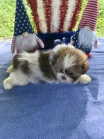 Boy puppy 2 , a male Shih Tzu for sale in Seaman, OH – 3 of 5