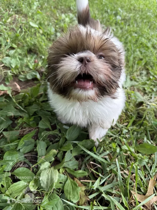 Girl puppy 3 – Shih Tzu puppy for sale in Seaman, OH
