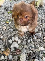 Emerald Eyed Girl, a female Shih Tzu for sale in Seaman, OH – 6 of 6