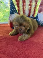 Boy puppy 3, a male Shih Tzu for sale in Seaman, OH – 2 of 3