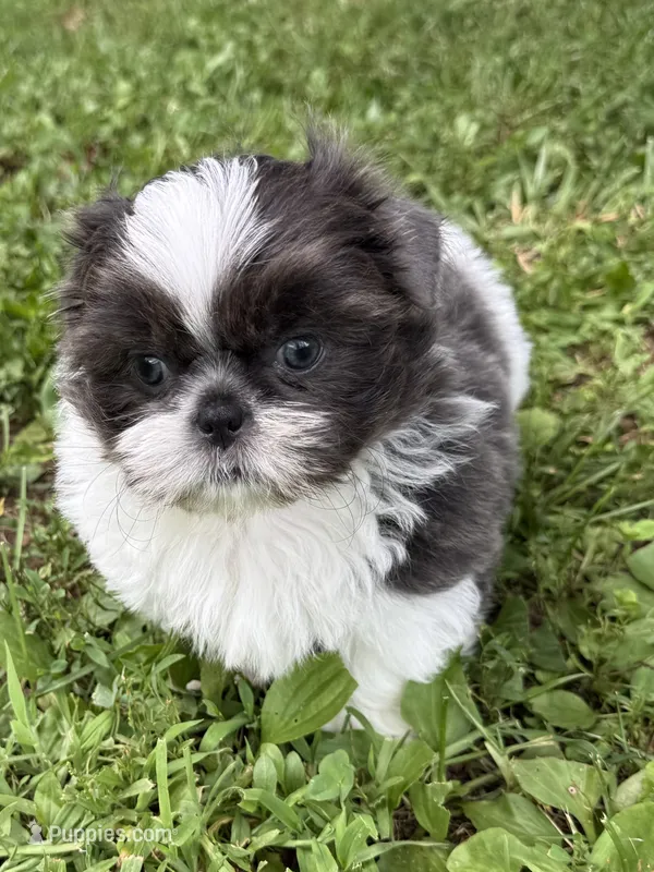 Boy puppy 1  – Shih Tzu puppy for sale in Seaman, OH