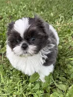 Boy puppy 1 , a male Shih Tzu for sale in Seaman, OH – 1 of 4